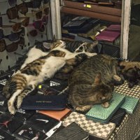 Тихий час. :: Сергей Фомичев