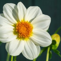 *** :: Виктор Иванович Чернюк