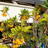 Земляничное дерево или Арбутус :: Tata Wolf