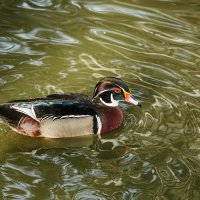 Каролинка :: SanSan 