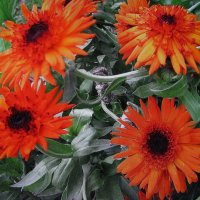 Ноябрьские красотки :: Людмила Смородинская Ноябрьские красотки :: Людмила Смородинская