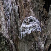 серая неясыть.молодая. :: юрий макаров