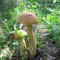 Подберезовики :: Ирина *