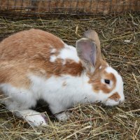 Московская область. Серпухов. Ферма «Русский страус». :: Наташа *****