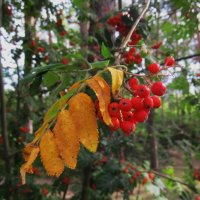 в парках Екатеринбурга :: Елена Шаламова