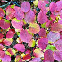 Яркие листья. :: Валерия Комова