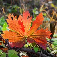 Прощальные аккорды октября... :: Андрей Заломленков Прощальные аккорды октября... :: Андрей Заломленков