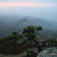 Природа Крыма :: Amazing Cosmea