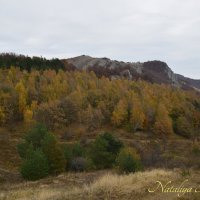 Природа Крыма :: Amazing Cosmea