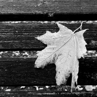 Чб :: Sergei Vikulov