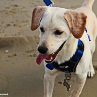 Моя любимая собака Хелли :: Владислав Воровский 