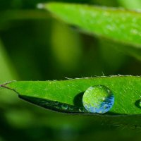 Капельки дождя :: Олег Фролов