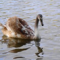 Лебединая молодежь :: Рита Симонова Лебединая молодежь :: Рита Симонова