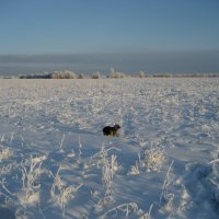 Зимние прогулки :: Anna Ivanova