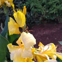 Красивенько :: Натали 