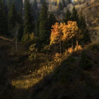 Есть у Солнышка любимчики ) :: LudMila 