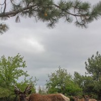 Олени :: Оксана Новик 