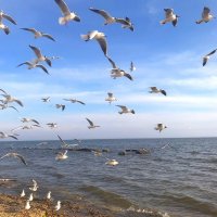 Чайки :: Оксана Новик 