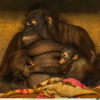 Мишель и Бушель :: Михаил Измайлов