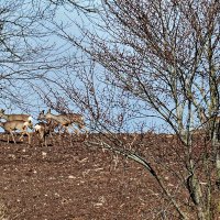 Фотоохотников не боятся :: Alexandеr P