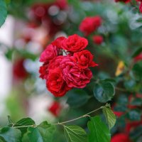 *** :: Иваннович *