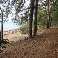 Репино :: Наталья Герасимова