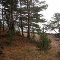 Репино :: Наталья Герасимова