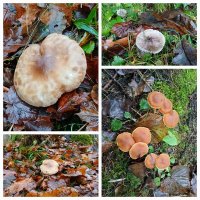 В ноябрьском лесу. :: Лия ☼ В ноябрьском лесу. :: Лия ☼