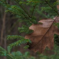Ёлочное Украшение :: юрий поляков
