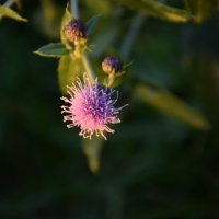 Махнатушка. :: Юрий Полторыхин.