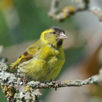 чиж :: Andrey Bragin 