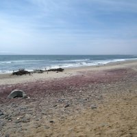 На берегу Скелетов. :: unix (Илья Утропов)