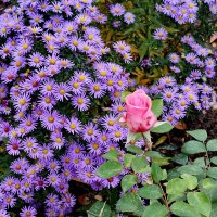 Ноябринки 7 ноября :: Александр Чеботарь