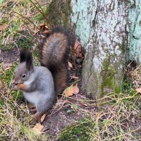 Белочка :: Наталья 