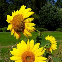 Солнечные цветы :: Владимир Манкер