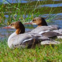 Большие крохали :: Ольга Митрофанова