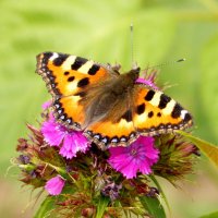 опять про бабочек...20 :: Александр Прокудин