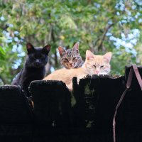 Калужские котики :: Владимир В