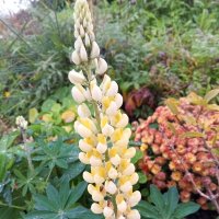 Люпин :: Сапсан 