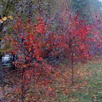 .. молодые яблоньки  в осеннем убранстве.. :: galalog galalog