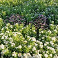 Спирея :: Veera V