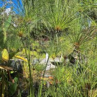 Краснодар. Японский сад в парке Галицкого :: Galina 