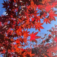 Краснодар. Японский сад в парке Галицкого :: Galina 