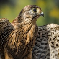 Пустельга :: SanSan 