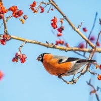 Снегирь :: SanSan 