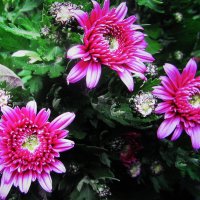 Красота осенняя :: Людмила Смородинская