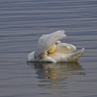 Чистим перышки :: Giant Tao /