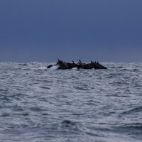 На камнях :: Сергей Швечков На камнях :: Сергей Швечков