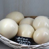 Московская область. Серпухов. Ферма «Русский страус». :: Наташа *****