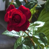 Бархатная  розочка :: Валентин Семчишин